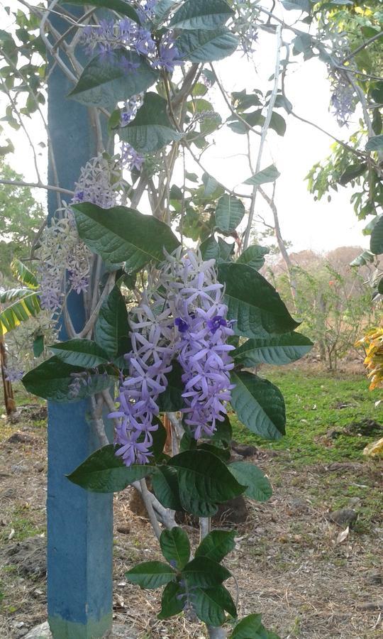 Finca Montana Sagrada Mérida Dış mekan fotoğraf